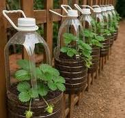Strawberry plants thriving in glass house fishpond