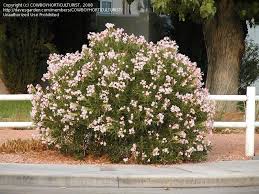 Pin On Fl Flowering Plants Other