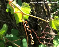 Daniel norton experimented with crossbreeding and discovered a grape that could thrive here. Entwined By Vines Bygl