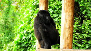 Image result for Brazzeia longipedicellata