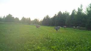 Northwoods Whitetails Inc Food Plot Seed Home Facebook
