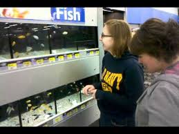 You can buy georgia fishing license at the regional walmart of your state 7 days a week at its working hours. Wal Mart Fish Youtube