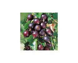 Image result for jostaberry