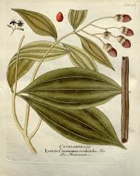 Check spelling or type a new query. Cinnamon Plant Illustration Botanical Illustration Botanical Drawings