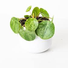 Image result for Pilea tetraphylla