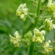 Image result for Resedaceae