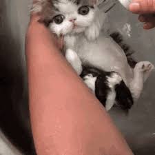 Pin On Cats At Home