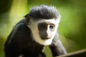 File:Baby Colobus Monkey