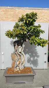Creative farmer bonsai suitable fruit seeds : E8 Bloom Green Co Big Sale 10 Pcs Bonsai Orange Garden No Gmo Mini Bonsai Tree Balcony Patio Potted Fruit Trees Kumquat Plant Tangerine Citrus Seeds Home Garden Store Mymobileindia Com