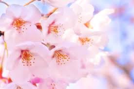 Maybe you would like to learn more about one of these? Sakura Lima Jenis Bunga Sakura Yang Menarik Di Jepang Matcha Situs Wisata Jepang