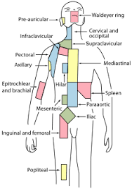 List Of Lymph Nodes Of The Human Body Wikipedia