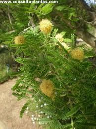 Image result for Acacia hebeclada