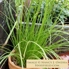 Image result for Albuca