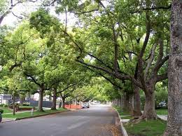 Full Size Picture Of Camphor Tree Camphor Laurel I Cinnamomum Camphora I Tree Landscape Picture