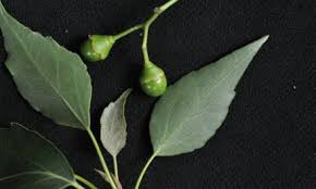 Image result for Elaeodendron croceum