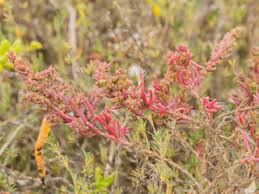 Image result for Suaeda plumosa