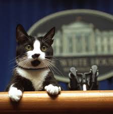 She answers all my questions! A Cat Is Said To Be Joining The Bidens In The White House The New York Times