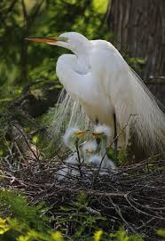 Black Bird With Large Orange Beak Http Images Fineartamerica Com Images Medium Large 5 Great White Egret Mom And Chicks Suzanne Gaff Jpg White Egret Beautiful Birds Pet Birds