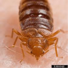 Image result for Cimex Lectularius L