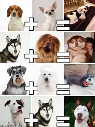 Cross breed dogs gone wrong. Pin On Aww