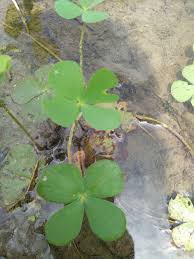 Image result for Marsilea aegyptiaca