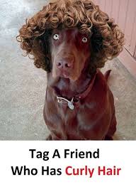 I Have Cute Dogs Images Dog With Wig Dogs