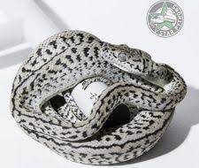 Caramel Axanthic Zebra Jaguar Other Carpet Python Pythons For Sale Python Carpet