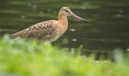 Bird Spotting with Branwen at WWT Llanelli Wetland Centre
