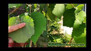 Check spelling or type a new query. Perbedaan Nyata Daun Anggur Issabella Dan Daun Anggur Jupiter Youtube