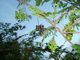 Image result for Dichrostachys