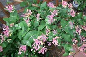 We did not find results for: Cover A Chain Link Fence In No Time Flat Dave S Garden
