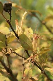 Image result for Erianthemum dregei