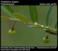 Image result for Phyllanthus inflatus