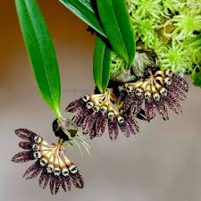 Image result for Bulbophyllum sp. nov