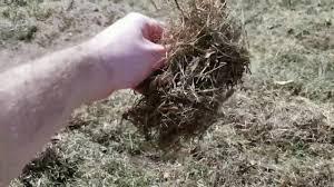 Think to yourself, doe's it really pay to do it yourself? A Simple Lawn Maintenance Schedule 10 Steps A Lush Lawn