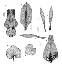 Image result for Nervilia petraea