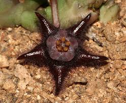 Image result for Duvalia