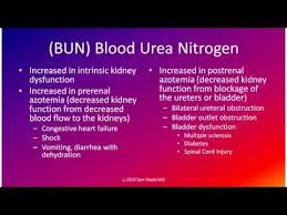Pin By Amber Madson On Knowledge Is Power Bun Creatinine