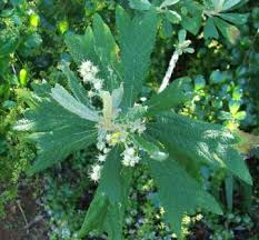 Image result for Tarchonanthus trilobus