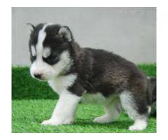 If you are up in the mountains with a farm then fine. Siberian Husky Chandigarh Dogs For Sale Adopt Buy Sell Kci Certified Puppies Online