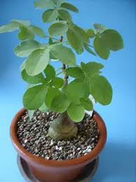 Image result for Adenia glauca