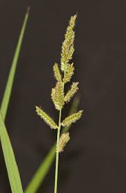 Image result for Echinochloa ugandensis