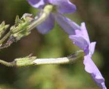 Image result for Jamesbrittenia fodina × huillana