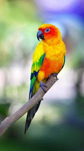 Bird Sitting On Branch Png Parrot Love Nojoto Pet Birds Cute Birds Conure Parrots