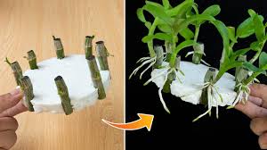 Image result for orchid cuttings