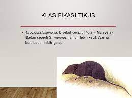 Terdapat pelbagai jenis penyakit yang mengancam manusia. Penyakit Berjangkit Bawaan Tikus Kawalan Penyakit Berjangkit Bahagian Kesihatan Awam Jabatan Kesihatan Negeri Sabah Tingkat 1 Rumah Persekutuan Penyakit Bawaan Makanan Dan Air