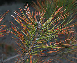 Why Are My Pine Trees Turning Brown Msu Extension