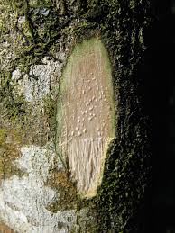 Image result for Pouteria adolfi-friedericii