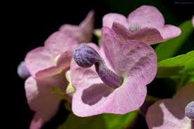 Image result for Nesogenes madagascariensis