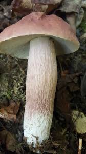 Image result for Boletus separans